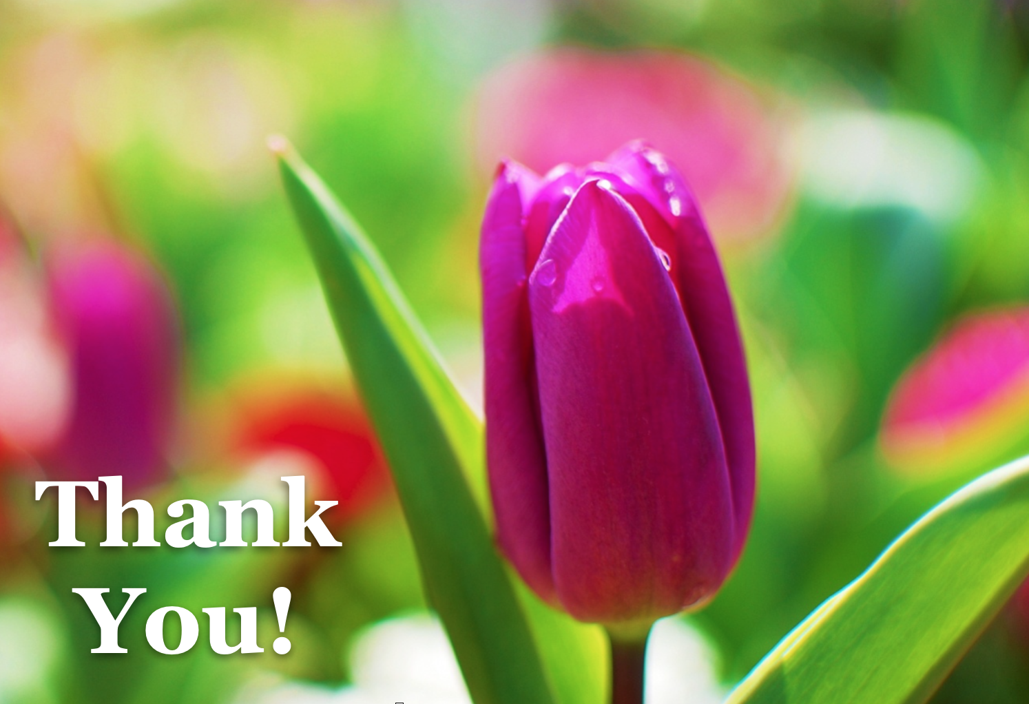 thankyou tulip image2 Foolscap-Pam-April-Contributions