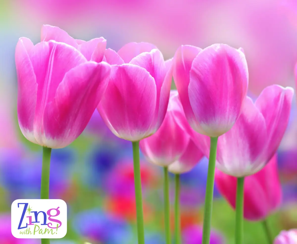 March Image for ZWP page-YES!